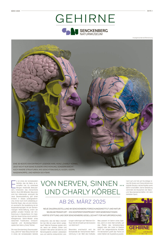 Senckenberg-Museum - Gehirne vom Mittwoch, 19.03.2025